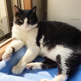 うちの猫