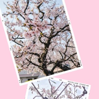 さくら🌸