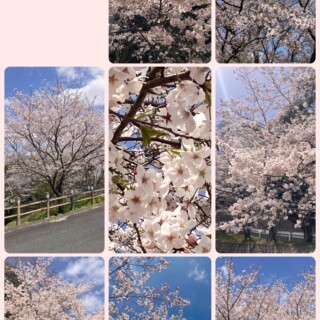 さくら満開🌸